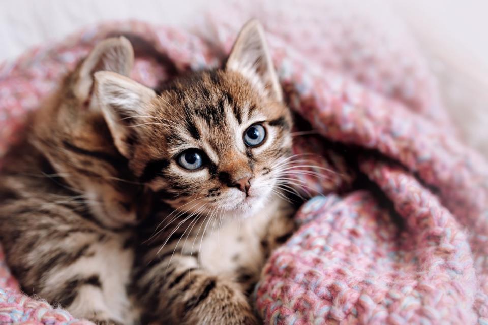 Kittens are too cute for words. <p>ShineTerra/Shutterstock</p>