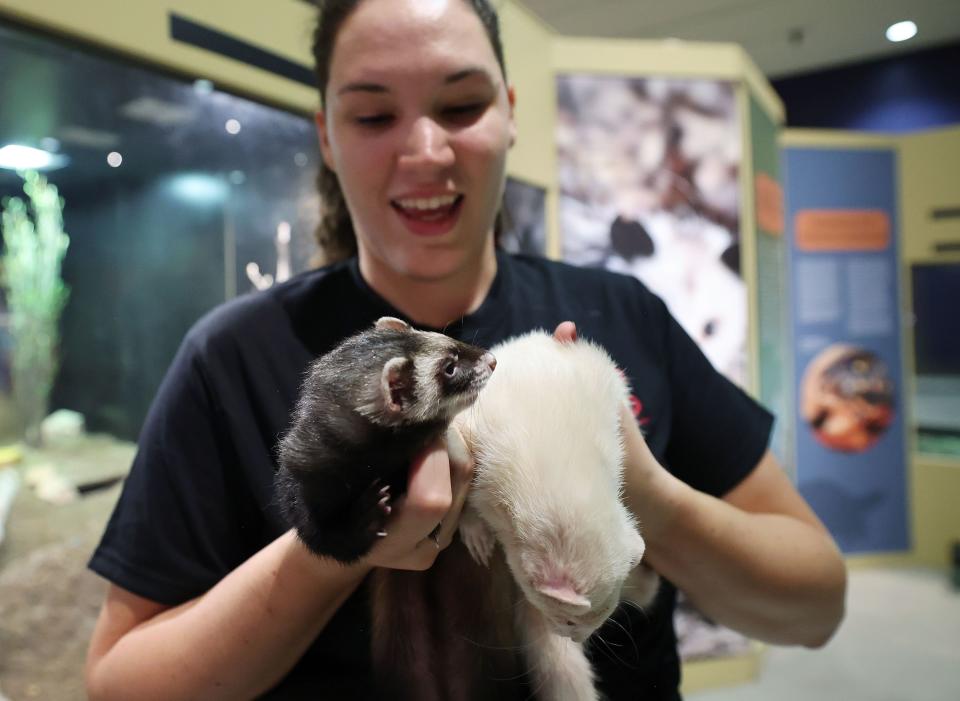 Wildlife educator Jenny Nicholas holds two domesticated ferrets in the Wild World exhibit at the Natural History Museum of Utah in Salt Lake City on Wednesday, June 7, 2023. Wild World: Stories of Conservation & Hope brings museumgoers up close and personal with 12 species. | Jeffrey D. Allred, Deseret News