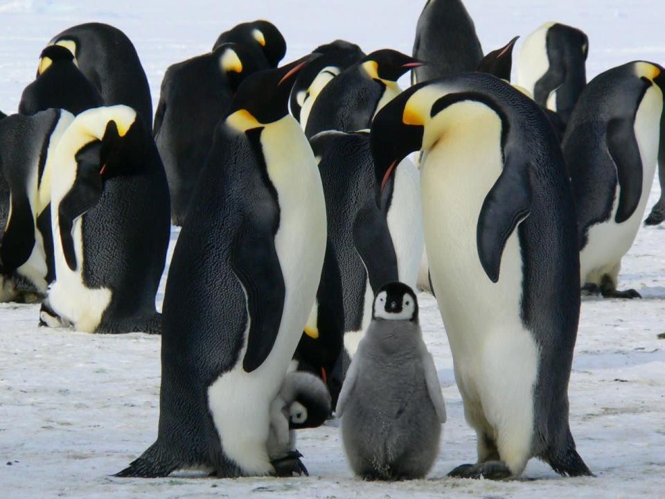 La marche du manchot empereur en Antarctique