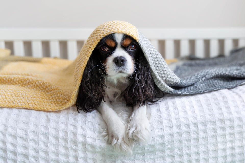 No more trembling pups under the blankets. (Photo: Getty)