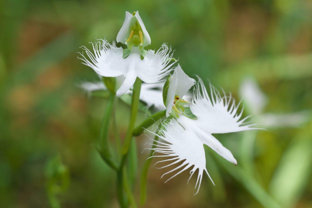 fringed white egret orchid