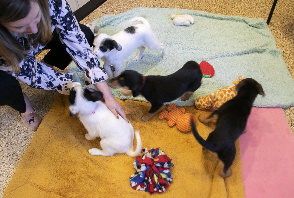 The number of puppies at Woods Humane Society in San Luis Obispo and Atascadero has tripled in 2023 as owners surrender unwanted dogs. Woods CEO Emily L’Heureux introduces four belonging to a cute “mutt” named Gracie.