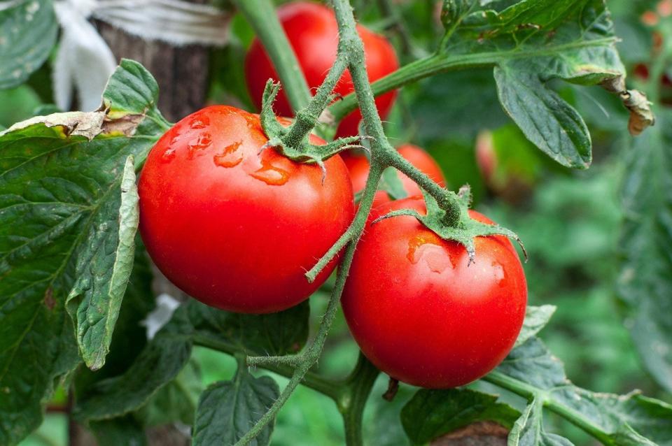 Cherry tomatoes need at least four hours of full sun a day, and bigger tomatoes need six to eight.