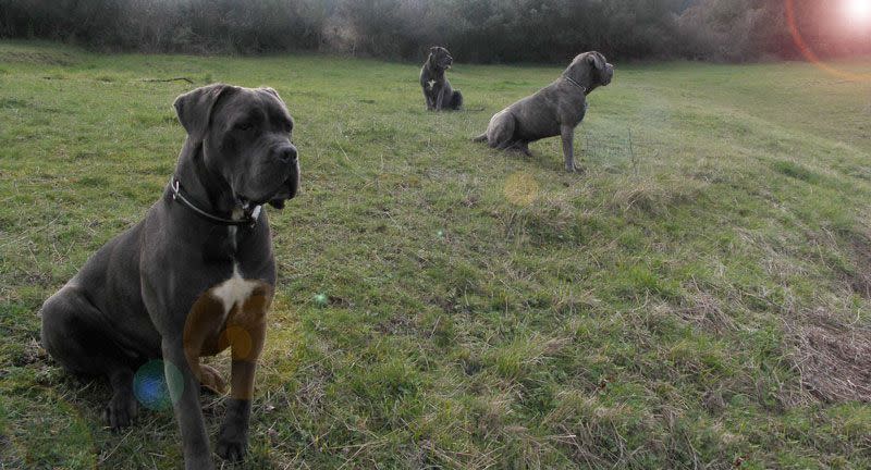 Cane Corso