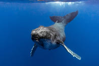 La ballena jorobada pasa el verano en aguas frías de latitudes altas y regresa a zonas tropicales para reproducirse. Puede llegar a hacer hasta 25.000 kilómetros al año y se han llegado a registrar migraciones de más de 8.000 km. (Foto: Getty Images).