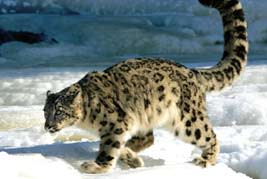 Snow Leopard in Hemis National Park, Ladakh