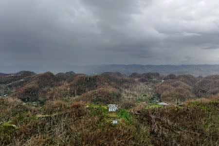 An aerial view shows trees and buildings damaged by Hurricane Maria in Puerto Rico, October 5, 2017. Picture taken October 5, 2017. REUTERS/Lucas Jackson