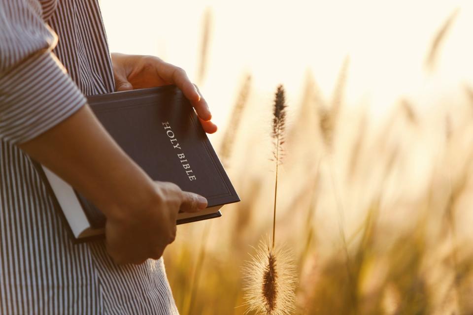 sunset, reed, barley field and person in striped shirt holding a bible