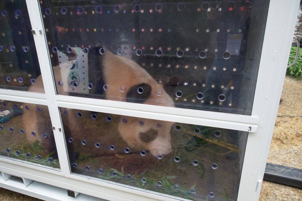 Yuan Meng, le premier bébé né en France, dans la cage prévue pour son voyage vers la Chine et son nouveau centre de reproduction, mardi 25 juillet, à Beauval. 