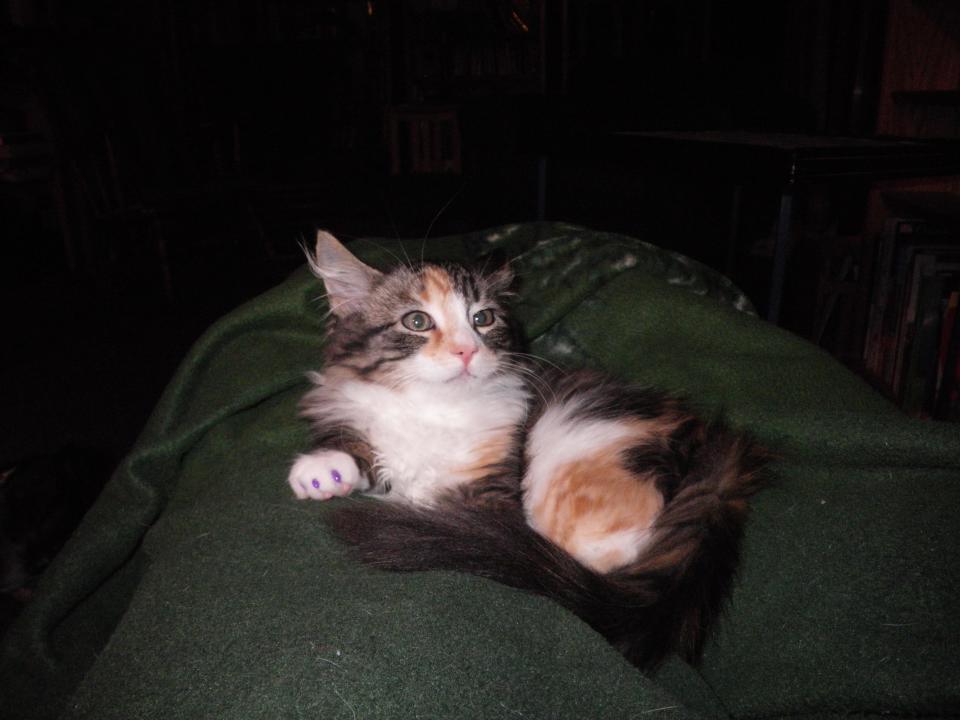 Willow as a kitten