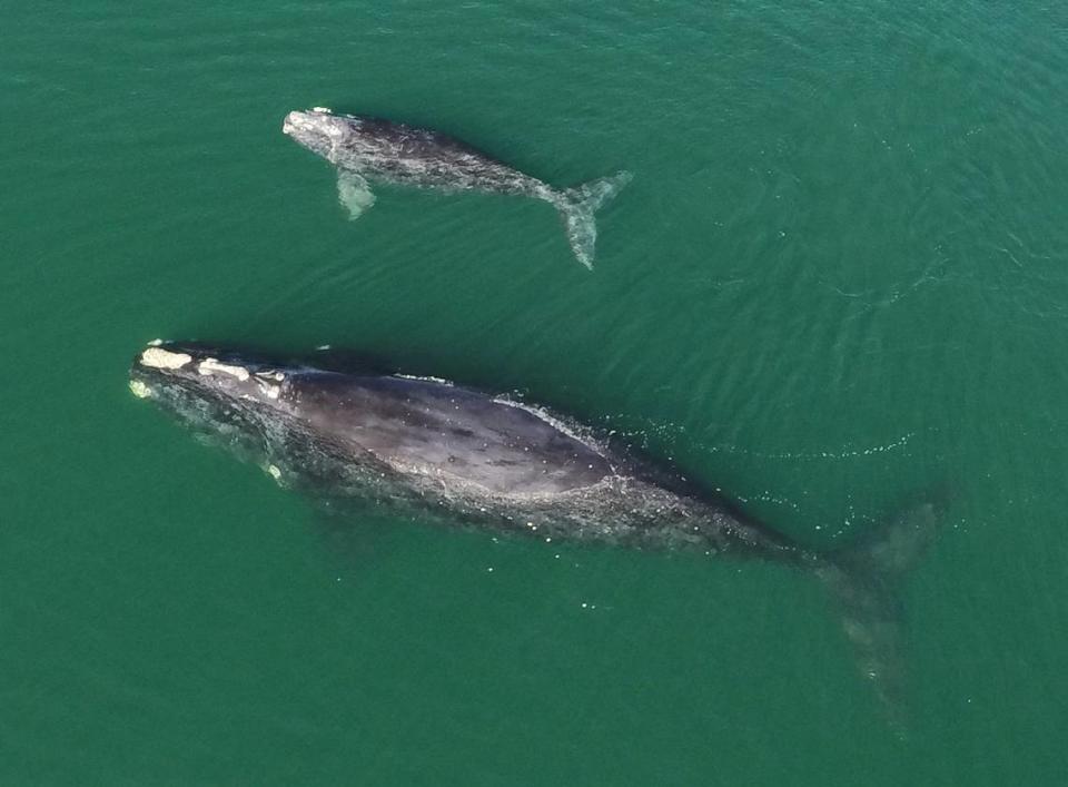 A North Atlantic right whale and calf off Wassaw Island in Chatham County, Georgia. The photo is courtesy of Georgia’s Department of Natural Resources, taken under National Oceanic and Atmospheric Administration’s permit 20556.