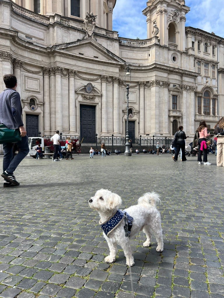 Catherine Sophie didn’t want to leave her beloved 3-year-old Maltese, Teddy, behind. @catherinesophiajesus / SWNS