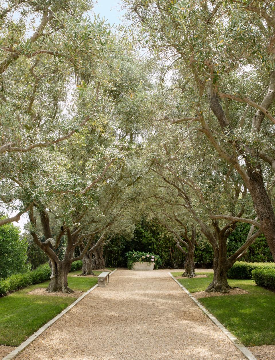 The allée of olive trees terminates in an antique marble trough planted with hydrangea.