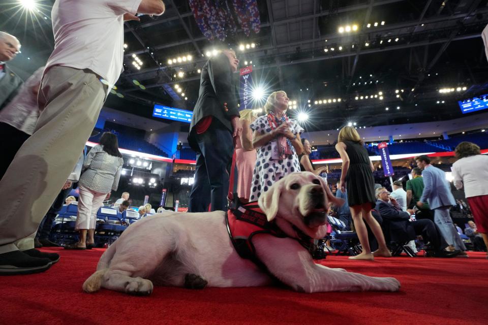 Lambeau, a 7-year-old english labrador retriever, with his owner Terrence Wall, a delegate from Middleton, Wisconsin, 2nd congressional district finance chair of the Republican Party of Dane County, during the first day of the Republican National Convention. The RNC kicked off the first day of the convention with the roll call vote of the states.