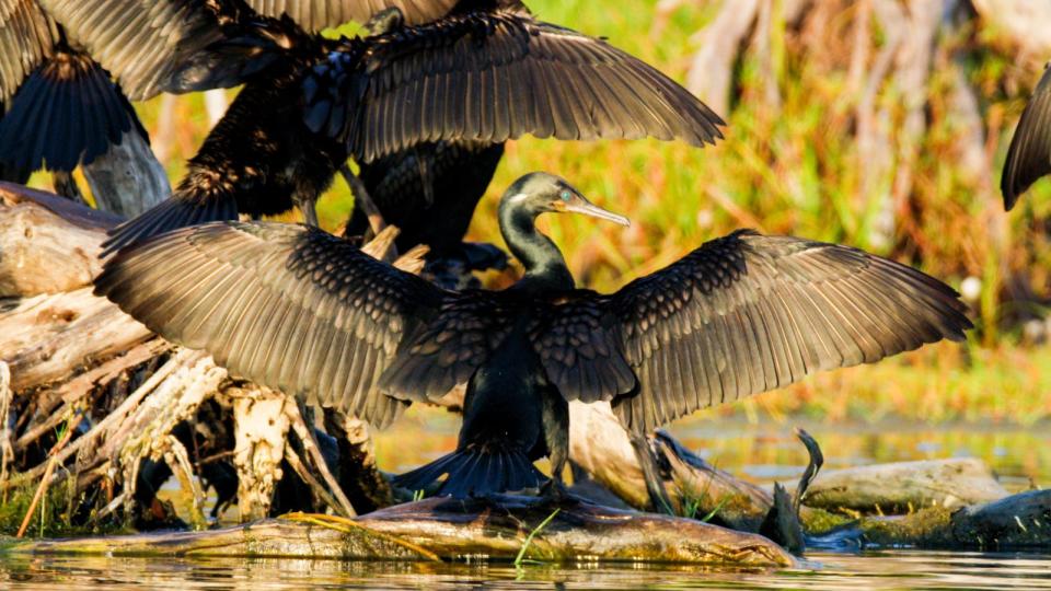 Statt einem wasserabweisenden Gefieder, besitzt der Kormoran Federn, die Wasser speichern und dadurch die Luft aus dem Gefieder verdrängen. Das bietet ihm beim Jagen von Fischen im Wasser einen entscheidenden Vorteil: Durch die Wassereinlagerungen ist der Vogel schwerer und schneller. Er muss nicht gegen den starken Auftrieb ankämpfen, wie viele andere Vögel.