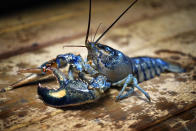 A blue lobster is seen in a marine sciences lab at the University of New England, Thursday, Sept. 5, 2024, in Biddeford, Maine. (AP Photo/Robert F. Bukaty)