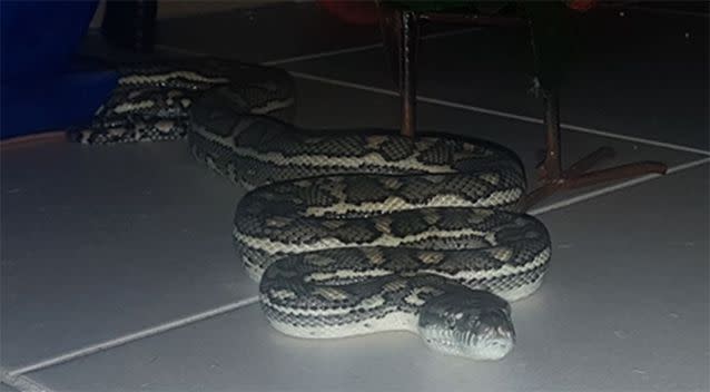 It is believed the snake was startled on both occasions. Source: Supplied via Snake Catcher Moreton Bay 24/7