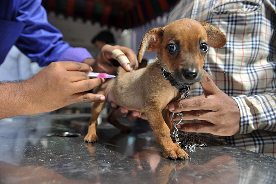 An Indian veterinary clinic employee gives a rabies vaccination to a pet dog. (Photo: NOAH SEELAM/AFP/Getty Images)