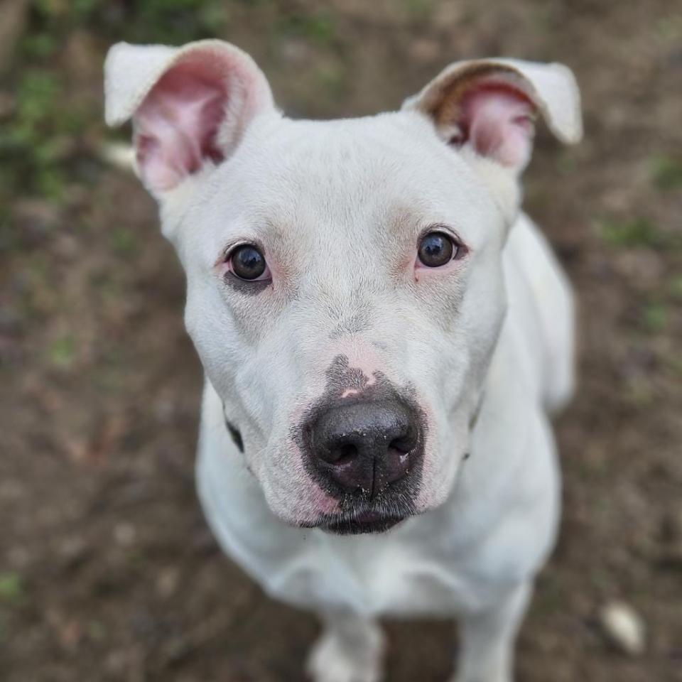 Meet Dolly, a family dog who gets along great with kids and other dogs. Dolly’s expressive eyes and gentle demeanor will instantly win you over. Bulldogs are known for their loyalty and devotion, so Dolly is sure to give you unwavering companionship.