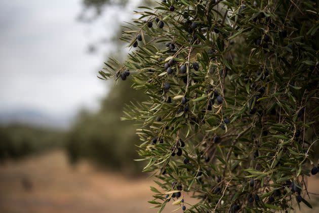 Olivos en un campo de Jaén