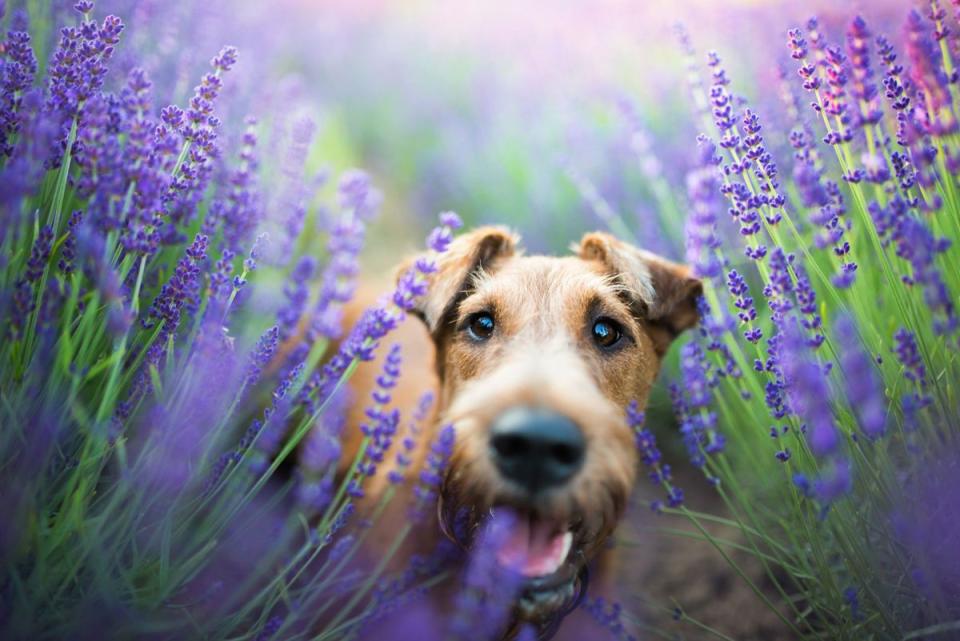 Irish Terrier