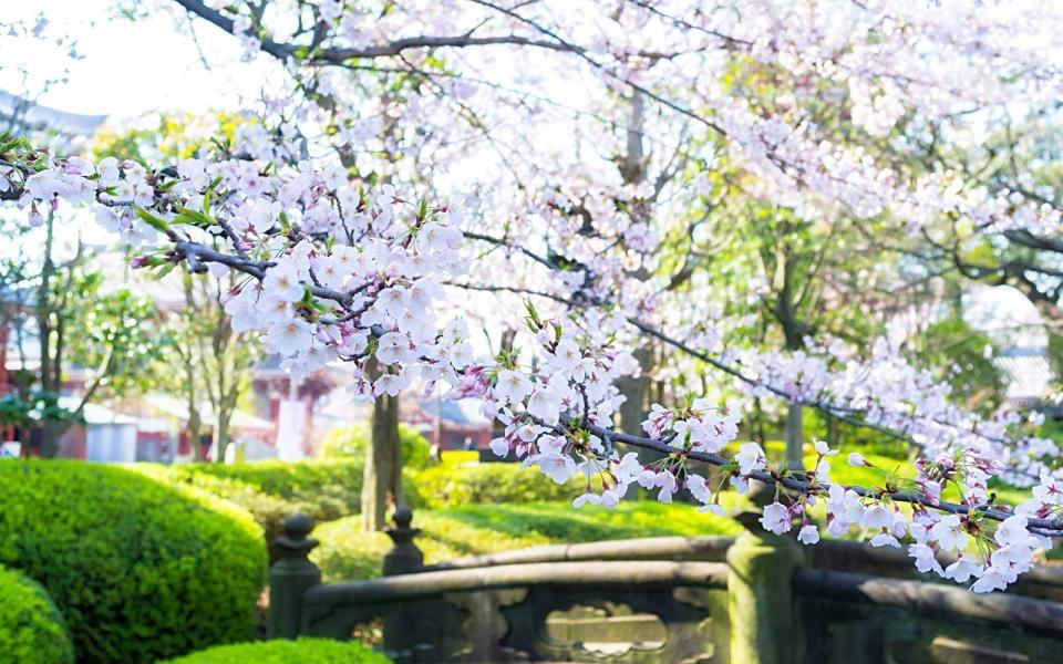 Lesser-known places in Japan to see cherry blossoms