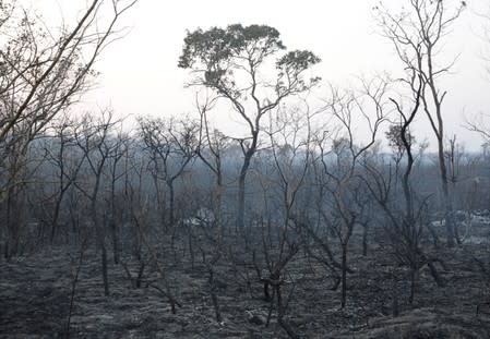 A view shows the burned forest in Taperas, an area where wildfires have destroyed hectares of forest near Robore