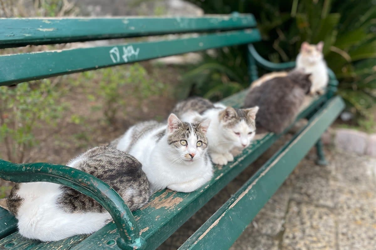 Cats are thought to be lucky in this part of Montenegro (Robyn Wilson)