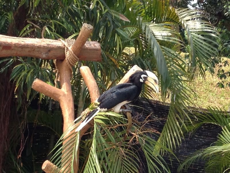 Did you know that the hornbill's beak is made of honeycomb tissue?