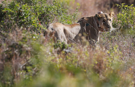 A 5-year-old lioness named Nyala walks in the grassland after Kenya Wildlife Services veterinarians set up a radio collar on her neck to track her pride's movements at the Nairobi National Park near Nairobi, Kenya January 23, 2017. REUTERS/Thomas Mukoya