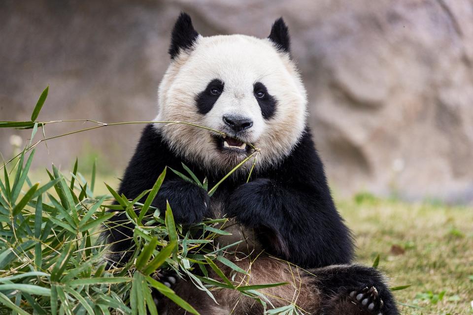 panda