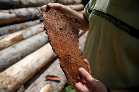 An employee of the ONF (French national forests office) looks at the bark of a tree marked by traces of bark beetles near Masevaux