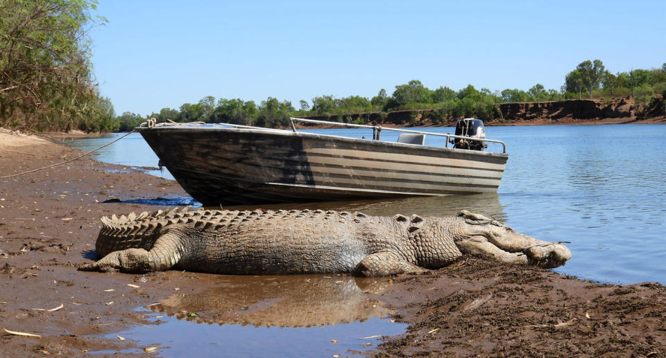 Large crocodile alongside boat on Ord River. 