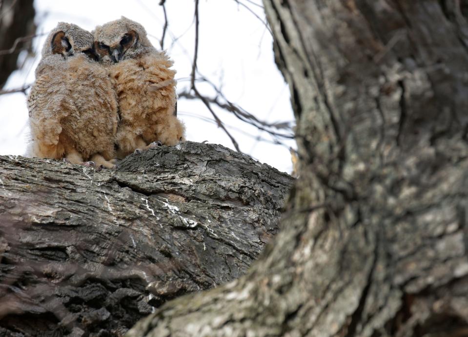 Two great horned owlets cuddle for warmth in tree at City Park 
in Appleton.