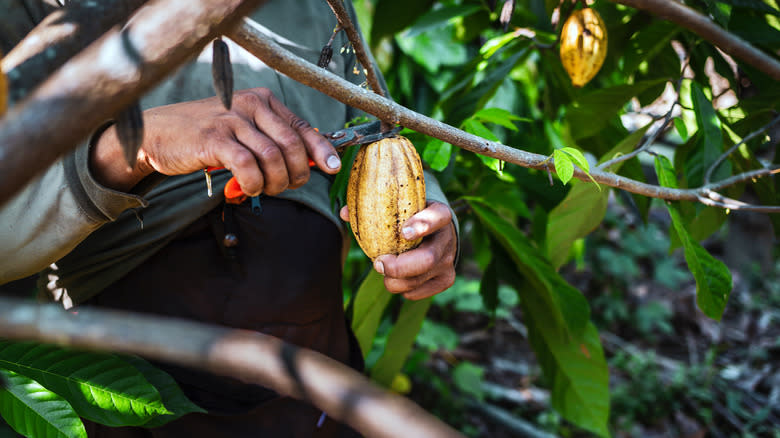 harvesting a cacao pod