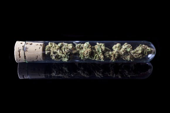 Marijuana in test tube