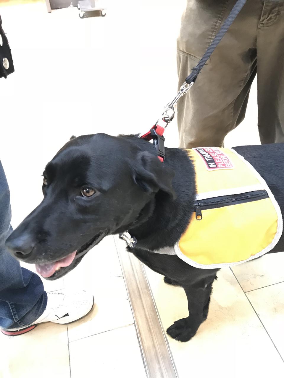 Aspen the service dog