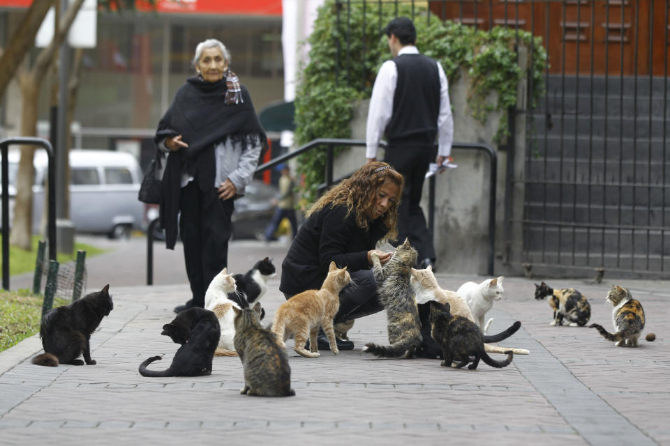 Peru cat park