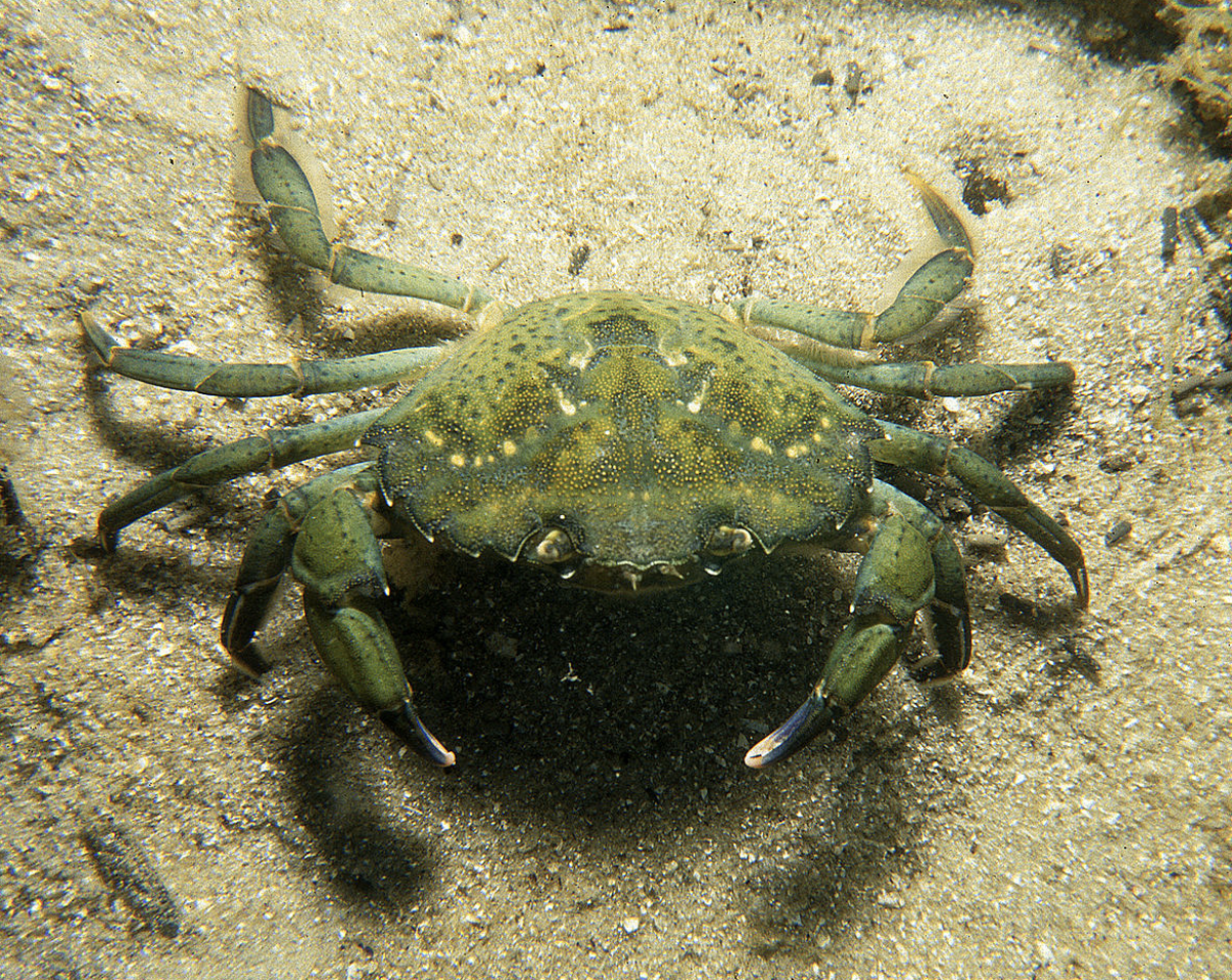 The invasive European green crab (CSIRO)