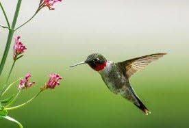 The Hummingbirds in My Yard Workshop will be held Wednesday, March 20, from 4 to 5 p.m., at the Ag Heritage Building next to the Franklin County Extension Office, 185 Franklin Farm Lane, Chambersburg, Pa.