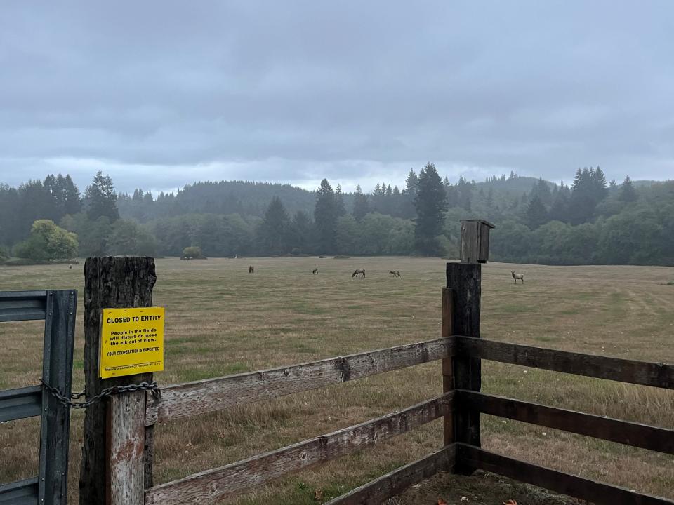 Elk graze at a viewpoint at Jewell Meadows Wildlife Area on Sept. 12, 2023.