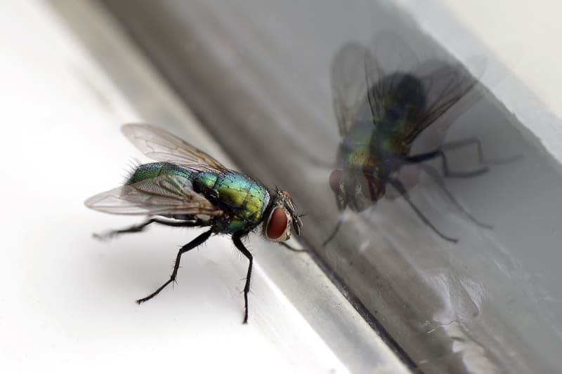 House Fly & Glass Reflection Closeup