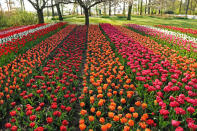 More than seven million tulips, daffodils and hyacinths make a spectacular display at the largest spring garden in the world. (Caters News)