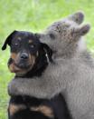 A brown bear carries a dog during a show in a circus in the Siberian city of Krasnoyarsk