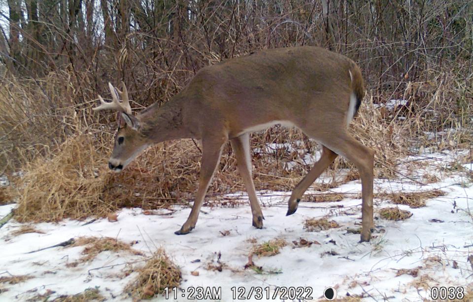 A buck walks near a trail camera Dec. 31. The Pennsylvania Game Comission is planning to have rifle deer season open this year on the Saturday after Thanksgiving.