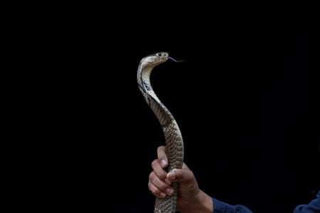 The Wider Image: Thailand's stealthy self-styled snake wrangler