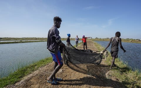 Researchers in Senegal harvesting the prawns - Credit: Planetary Health Alliance/Hilary Duff