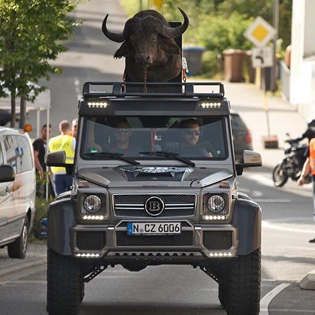 <p>Neulich in Nürnberg Neues Haustier gefällig? Etwas Besonderes sollte es aber schon sein. Groß, stark, Braun – ein Büffel wäre toll. Den gab’s gleich zum Mitnehmen und der passt ja auch prima hinten auf die Ladefläche. (Bild: Instagram/millionaires.paradise) </p>