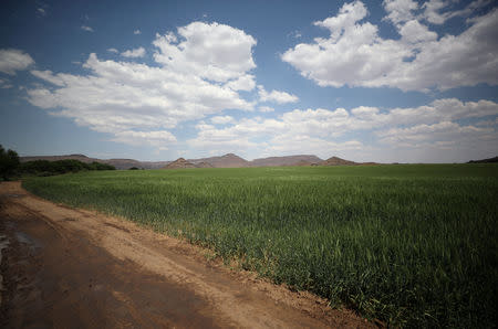 Wheat grows on a farm beside the Orange River, near Van Der Kloof, South Africa, October 29, 2018. Picture take October 29, 2018. REUTERS/Mike Hutchings