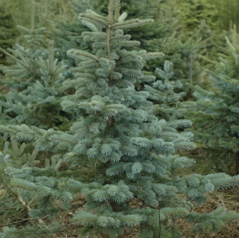 Blue Spruce Christmas tree - Credit: Andrew Crowley